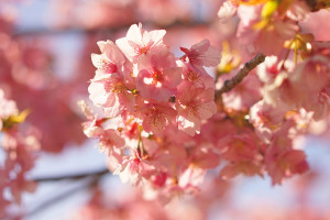 美和桜　2015 ①